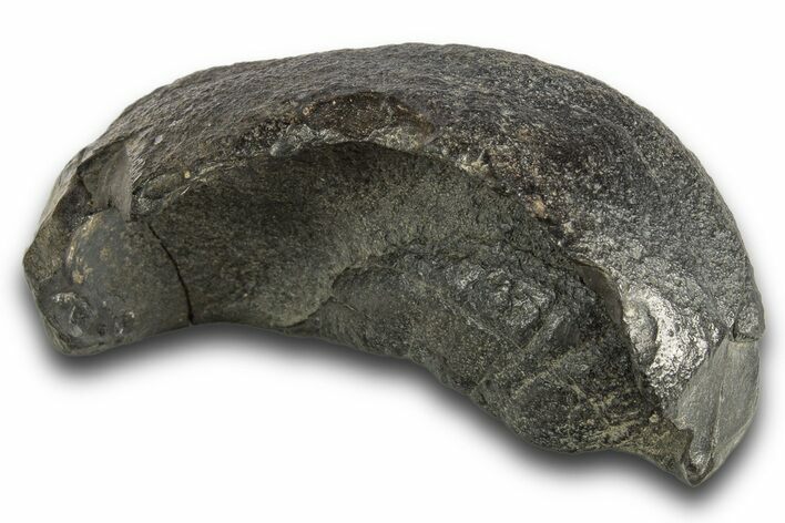 Huge, Fossil Whale Ear Bone - South Carolina #321084
